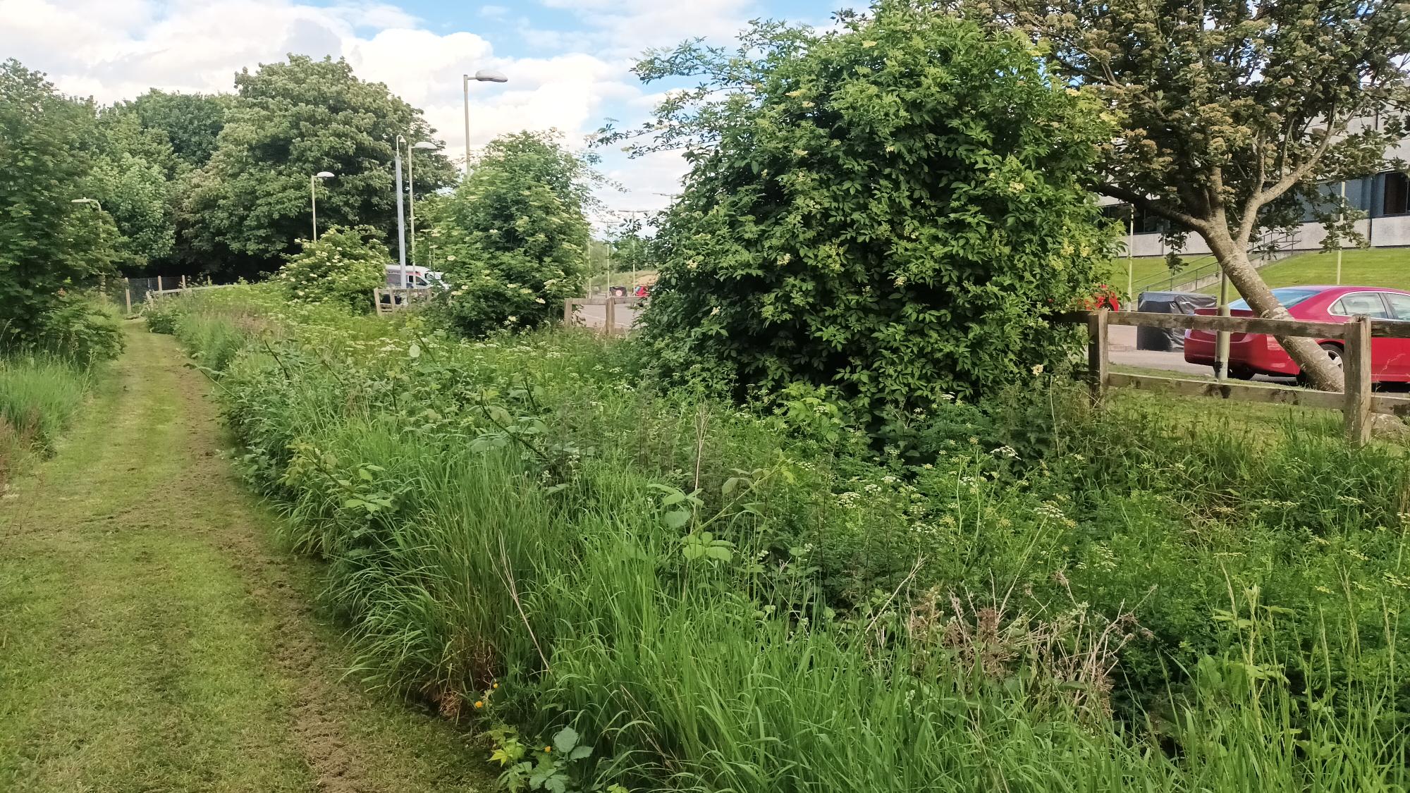 Mown pathway beside an uncut wildflower verge at a business park