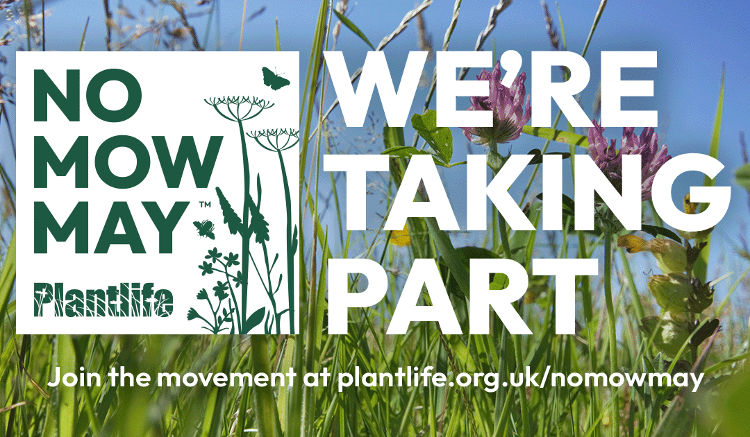 Plantlife No Mow May campaign - We're Taking Part