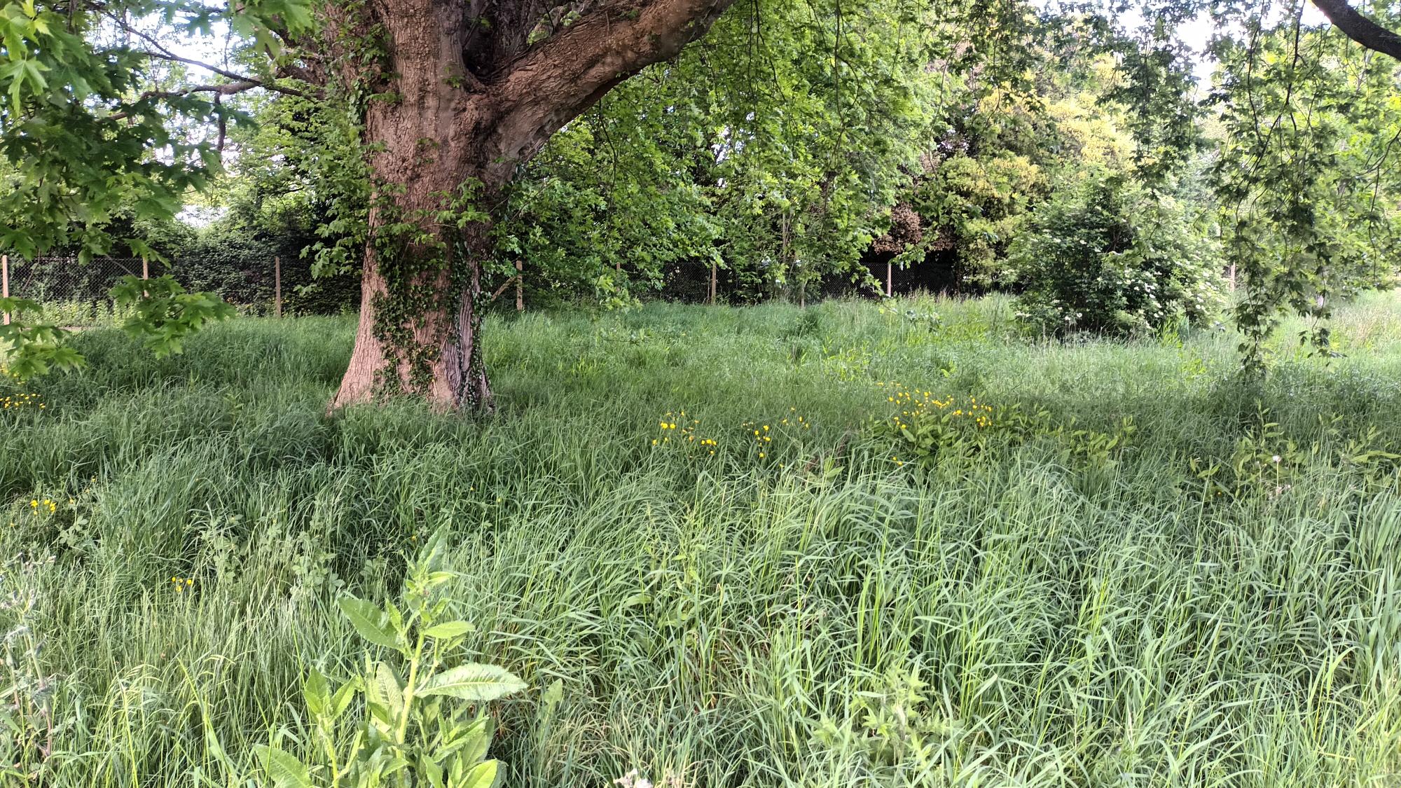 Long grass and wildflowers around a mature tree on a managed estate